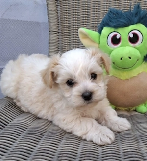 Maltipoo băieței și fetițe