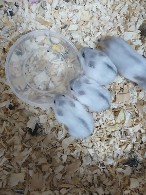 vand hamsteri