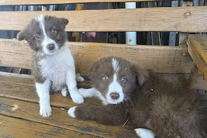 Pui Border Collie pentru stână - turmă