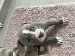 i American Bully,Tatăl CAMPION ROMÂNIA locul1,linia  Gavrilescu  - imagine 3