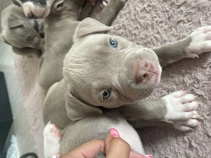 i American Bully,Tatăl CAMPION ROMÂNIA locul1,linia  Gavrilescu  - imagine 2