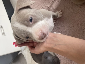 i American Bully,Tatăl CAMPION ROMÂNIA locul1,linia  Gavrilescu  - imagine 4