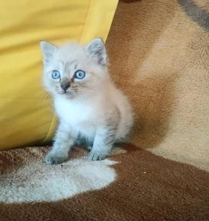 Ragdoll rasă pură 