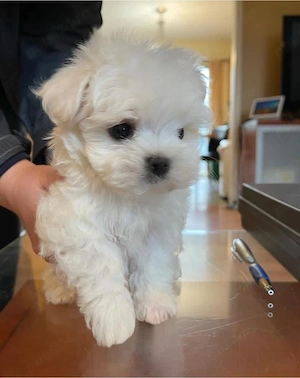 Bichon Maltez mini toy  - imagine 2