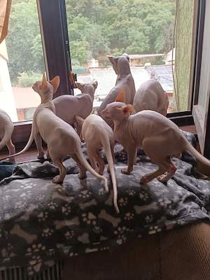 Pui pisică Sphynx  Sfinx  - 600 Lei Negociabil - imagine 5