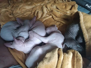 Pui pisică Sphynx  Sfinx  - 600 Lei Negociabil - imagine 4