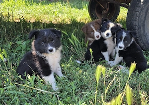 Pui Border Collie pentru stână - turmă