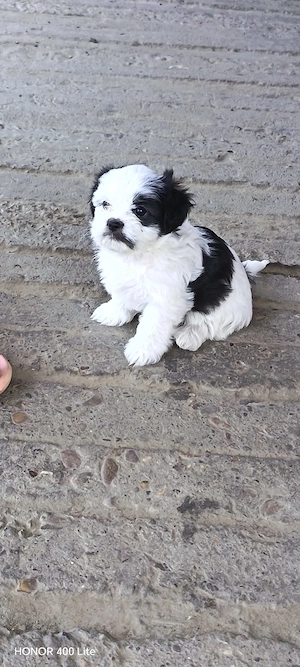 puiuti shih-tzu - imagine 2
