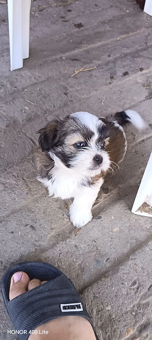 puiuti shih-tzu - imagine 3
