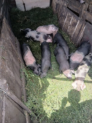 de vânzare 9 bucăți de 8 săptămâni vaccinați mânca orice bobe faina etc 15 20 kg unul aproximativ 