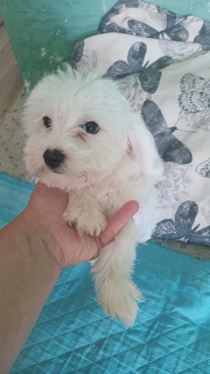 Pui bichon albi