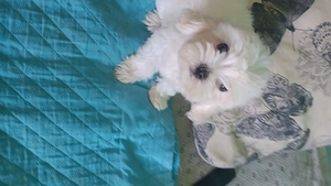 Pui bichon Maltez - imagine 3