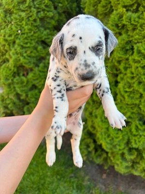 Catelus dalmatian 