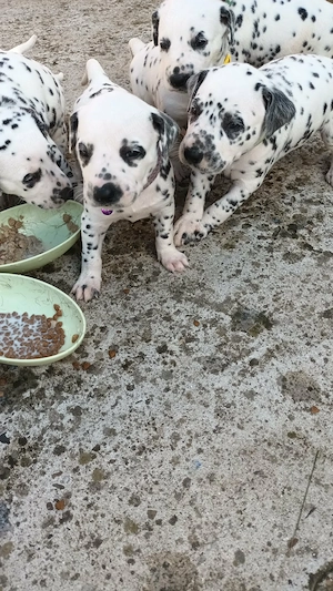 Catelus dalmatian  - imagine 3
