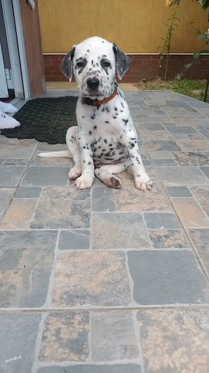 Catelus dalmatian  - imagine 2