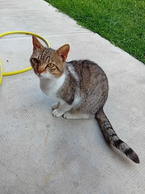 Donez pisică motan tânăr