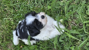 Shih-tzu de vanzare - imagine 3