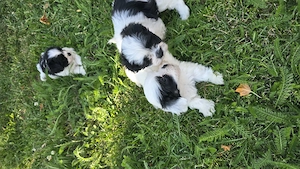 Shih-tzu de vanzare - imagine 4