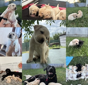 Pui labrador retriever galben   negru masculi și femele - imagine 3