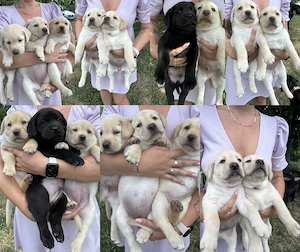 Pui labrador retriever galben   negru masculi și femele - imagine 2