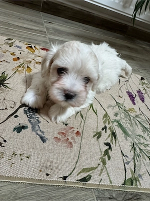 Pui de Bichon Maltez - imagine 2