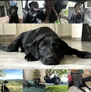 Pui labrador retriever galben   negru masculi și femele - imagine 5