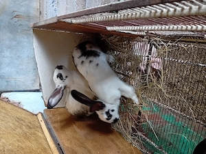 Schimb cu foxterier