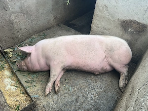 Porc de vanzare - imagine 5