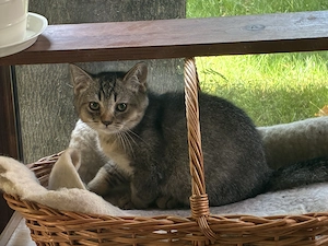 Motănel, 3 luni,British chinchilla brown - imagine 2