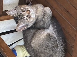 Motănel, 3 luni,British chinchilla brown - imagine 3
