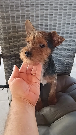 Băiat Yorkshire terrier 