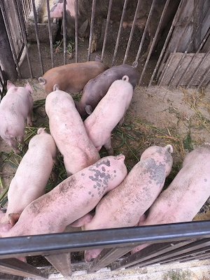 Vând purcei de 8 săptămâni
