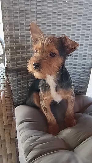Băiat Yorkshire terrier  - imagine 3