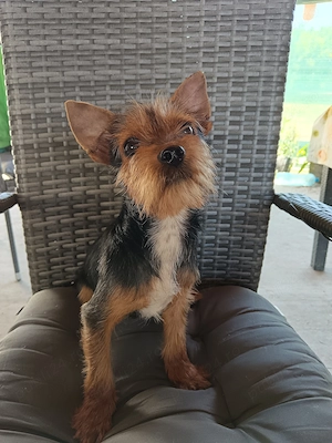 Băiat Yorkshire terrier  - imagine 4