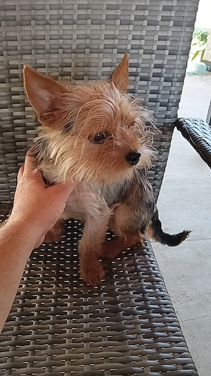 Băiat Yorkshire terrier 