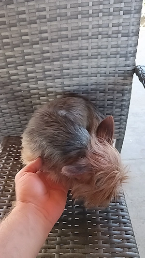 Băiat Yorkshire terrier  - imagine 2