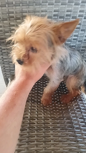 Băiat Yorkshire terrier  - imagine 3