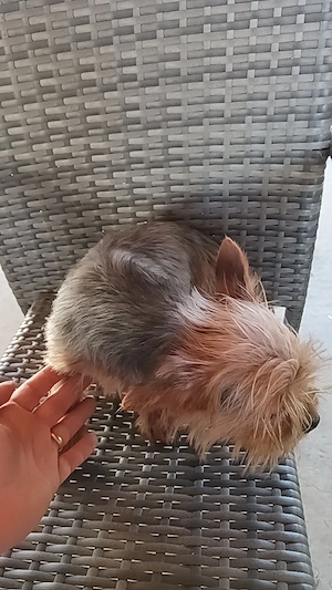 Băiat Yorkshire terrier  - imagine 4