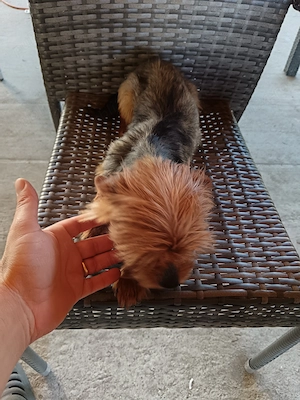 Femela Yorkshire terrier  - imagine 2