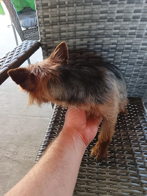 Femela Yorkshire terrier  - imagine 3