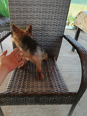 Femela Yorkshire terrier  - imagine 5