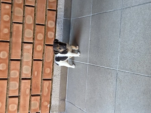 Fox-terrier par scurt tricolor talie mica