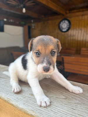 Fox-terrier par scurt tricolor talie mica - imagine 2