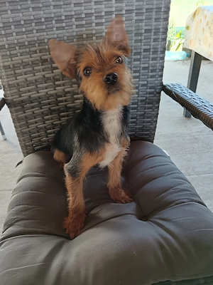 Băiat Yorkshire terrier  - imagine 5
