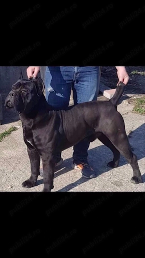 mascul cane corso - imagine 2