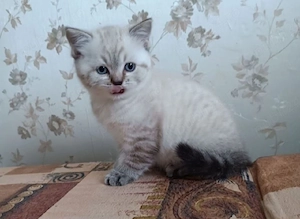 Ragdoll rasă pură 