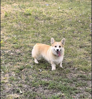 welsh corgi pembroke - imagine 4