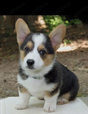welsh corgi pembroke - imagine 2
