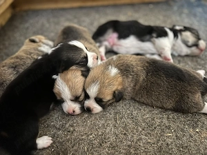 welsh corgi pembroke