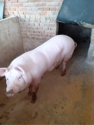 Vand porc  - imagine 2
